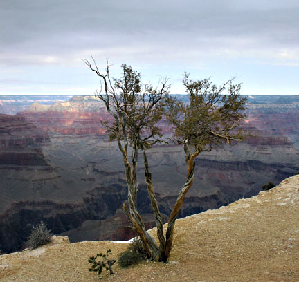 Twisted pinyon pine on scenic viewpoint on south rim of Grand Canyon