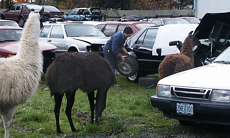 Aging Saabs
are guarded by an entourage of Llamas at Rod Beckner's very independent Saab yard