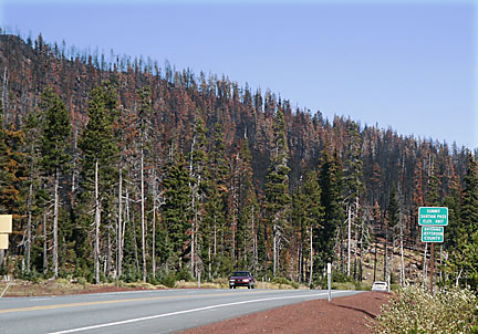 Just 4 weeks
after the Booth Lake fire began, Santiam Pass shows the burn damages